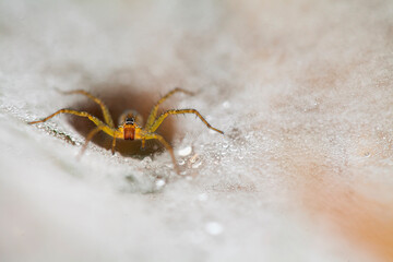 Beautiful Spider on The Morning