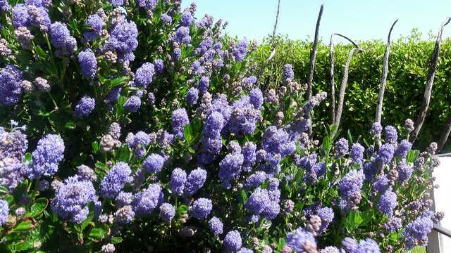 Bees buzzing all over a Ceanothus on a summer afternoon
