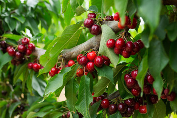 Ripe sour cherries growing on cherry tree, fruit summer concept