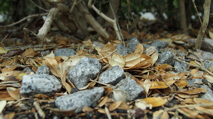 枯れ葉と小石に降り注ぐ木漏れ日