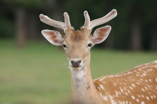 Fallow Deer