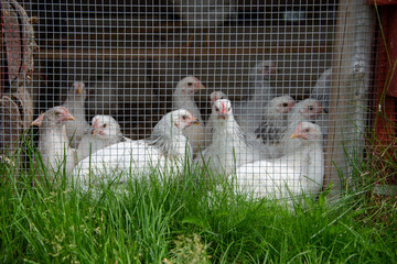 A group of large white organic chicken or free range chicken in a congested wooden chicken coop with mesh wire. The white feathered birds have pink faces, long beaks, and white feathers.  © Dolores  Harvey