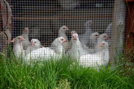 A group of large white organic chicken or free range chicken in a congested wooden chicken coop with mesh wire. The white feathered birds have pink faces, long beaks, and white feathers. 