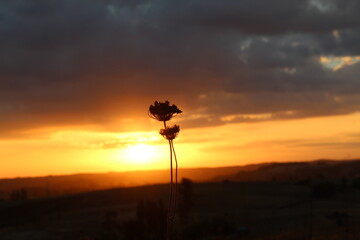 Sunset with flowers
