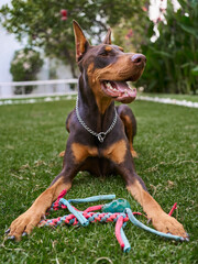 Un perro Dóberman Sepia jugando en un jardín con su juguete en las patas