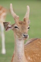 Deer