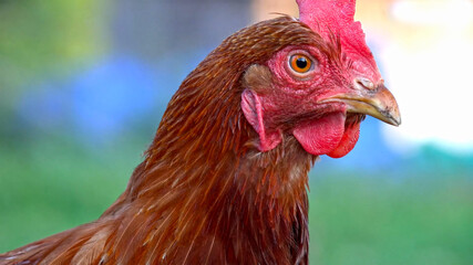 close up of a chicken