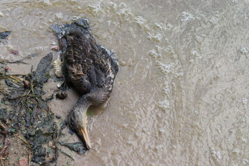 dead duck with polluted wings on shore