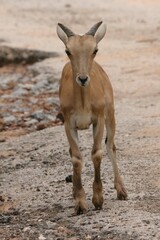 Barbary Sheep