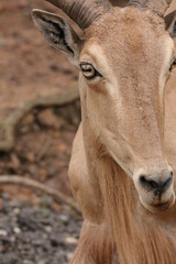 Barbary Sheep 