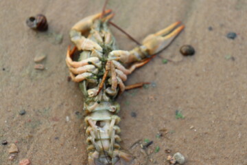 dead crabs and cancer on sea shore