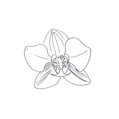 orchid flower, graphic monochrome linear drawing on white background
