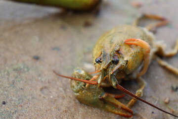 huge cancer on lake shore view
