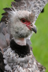Southern Screamer Bird