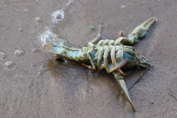 dead crabs and cancer on sea shore