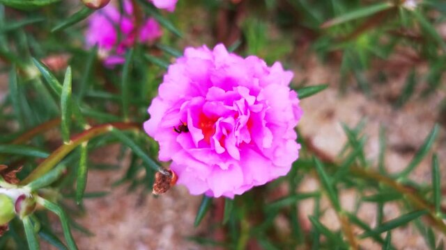Focus 4k video. Flowers common lane, purple flowers and bees seeking nectar. Morning, light breeze. 