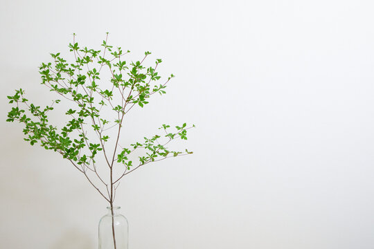 花瓶に飾ったドウダンツツジ