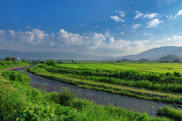 Fototapeta na wymiar 長野県・木島平村 朝の川と水田の風景