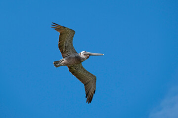 Brown Pelican soaring with wings spread against a blue sky.