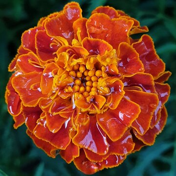 보석이 되고 싶은 메리골드(marigold), 뜨거운 여름에 내린 비로 생기가 돋다