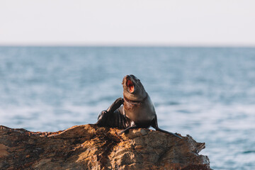 Fur seal sitting on a rock.