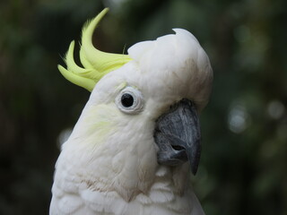 close up of a white parrot