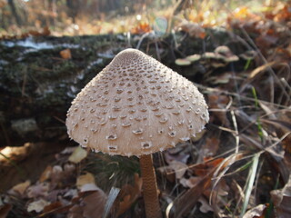 mushroom Umbrella