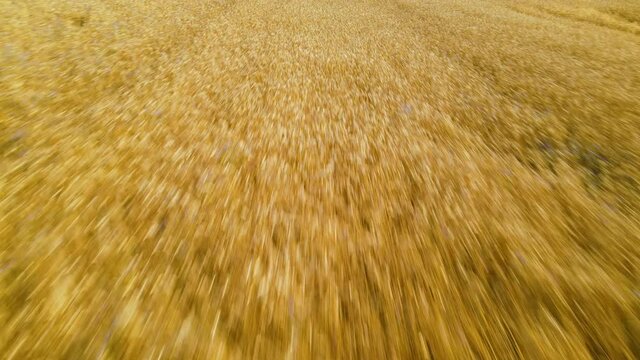 Aerial View Of Golden Wheat Field In Countryside Village Of Czeczewo In Poland.
