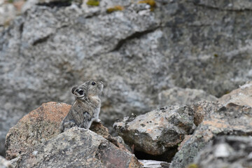 Naklejka na ściany i meble A Collared Pika (Ochotona collaris), closely related to hares and rabbits, climbs on rocks high in Alaska's Talkeetna Mountains.