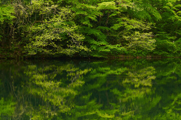 新緑の静かな池