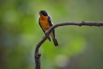 Mugimaki Flycatcher The upper body head is black. Behind the eyes are short white eyebrows-like stripes, large white wings, the neck, chest and belly above dark orange. Vachirabenjatat Park, Thailand.