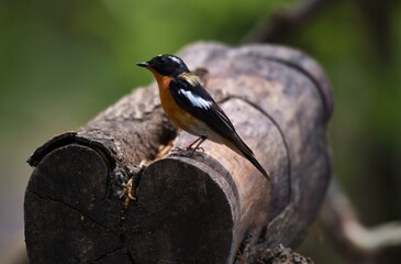 Mugimaki Flycatcher The upper body head is black. Behind the eyes are short white eyebrows-like stripes, large white wings, the neck, chest and belly above dark orange. Vachirabenjatat Park, Thailand.
