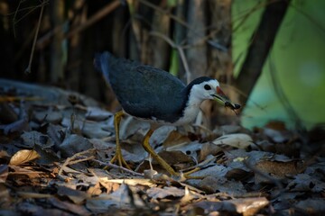 White-breasted Waterhen Amaurornis phoenicurus,Walk near the canal, next to creating bamboo to find food, Thailand.