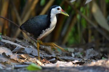 White-breasted Waterhen Amaurornis phoenicurus,Walk near the canal, next to creating bamboo to find food, Thailand.