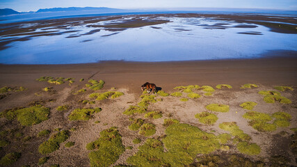 Marea baja carretera Austral de Chile, mucha arena, aves marinas y cordillera de los Andes.