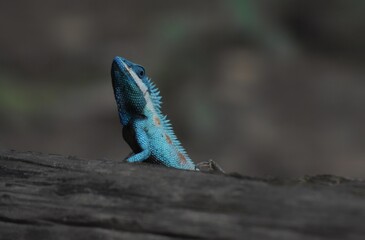 blue crested lizard (Calotes mystaceus) on bunch of tree in my garden, in tropical forest,...