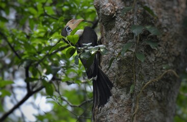 White-throated Brown Hornbill, Austen's brown hornbill in nature, Khao Yai National Park, Thailand.