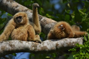 White-handed gibbon or Gibbons on trees, gibbon hanging from the tree branch. Animal in the wild,...