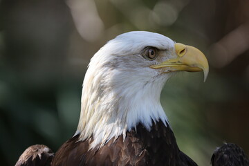 American bald eagle