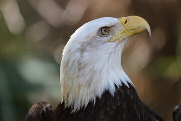 American bald eagle