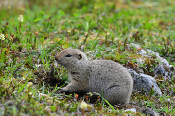 A juvenile Arctic Ground Squirrel (Spermophilus parryii) searches for food near its burrow high in Alaska's Talkeetna Mountains.