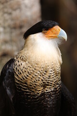 Crested Caracara 
