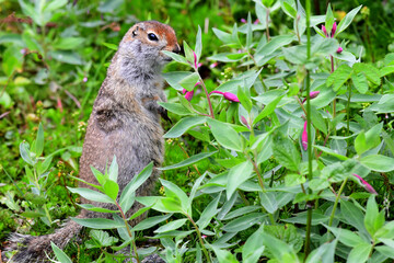 An adult Arctic Ground Squirrel (Spermophilus parryii) browses near a clump of dwarf fireweed high in Alaska's Talkeetna Mountains.