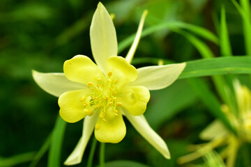 Yellow columbine flower in a garden