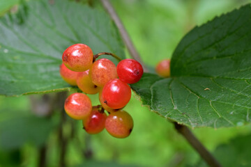 Highbush cranberry (Viburnum edule) is not a true cranberry, but is still healthy and used in many Alaska recipes.