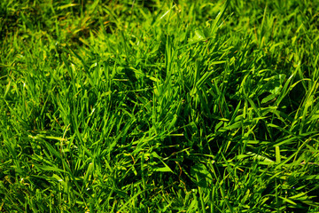 Green grass background