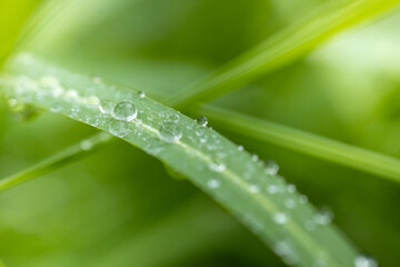 Large beautiful drops of transparent rain water on a green leaf macro. Drops of dew in the morning glow in the sun.