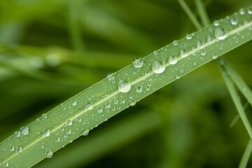 Fototapeta na wymiar Large beautiful drops of transparent rain water on a green leaf macro. Drops of dew in the morning glow in the sun.