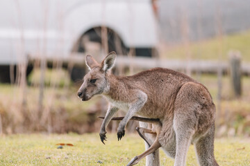 Mother Kangaroo with her Joey