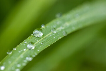 Large beautiful drops of transparent rain water on a green leaf macro. Drops of dew in the morning glow in the sun.